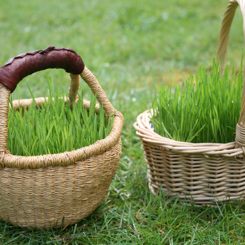 Grow Your Own Grass for Natural Easter Baskets! - Challenge & Fun, Inc.