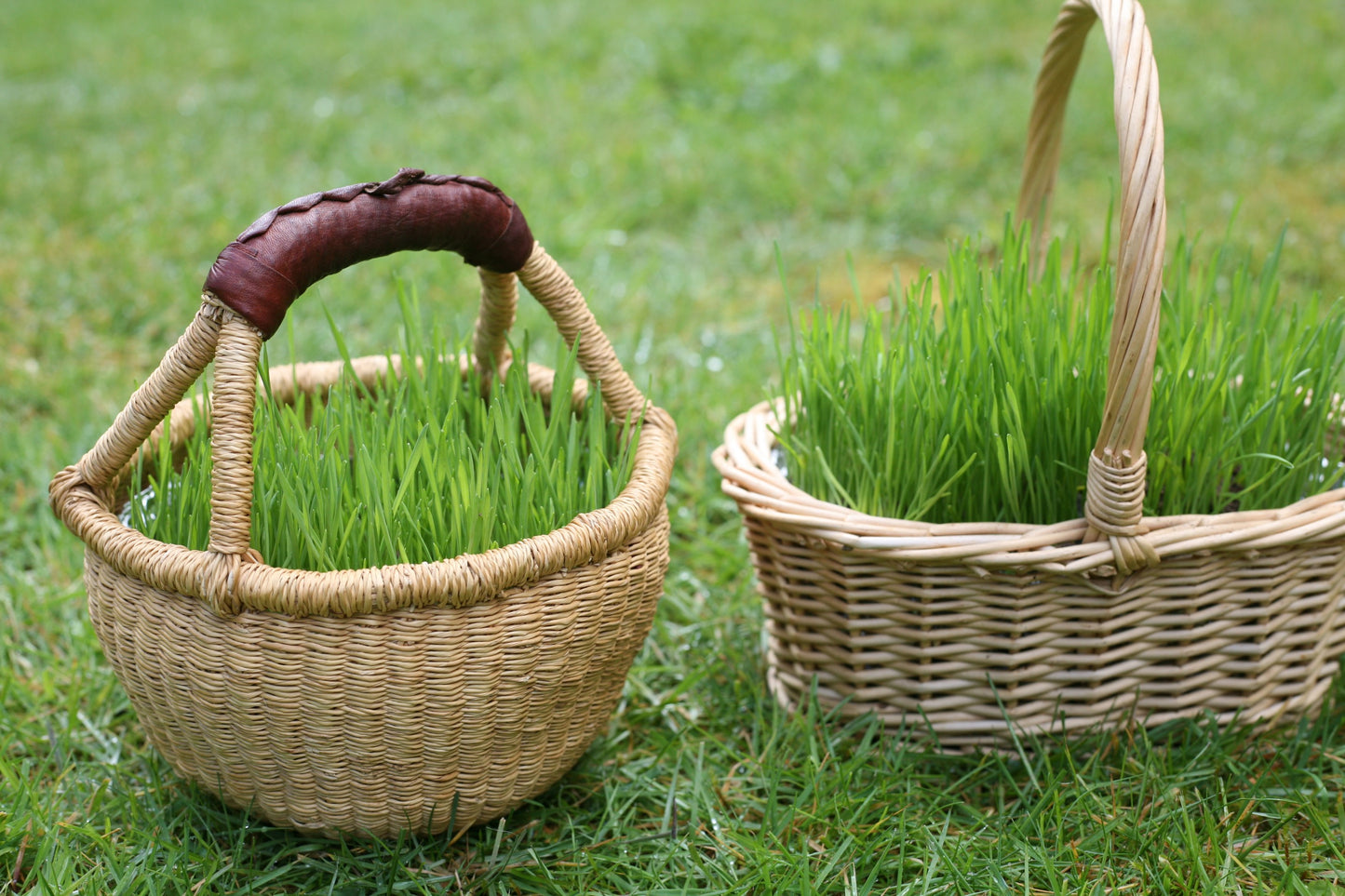 Grow Your Own Grass for Natural Easter Baskets! - Challenge & Fun, Inc.