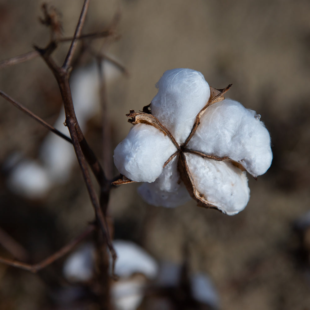 Organic Cotton vs. Conventional Cotton: Why Organic Matters - Challenge & Fun, Inc.