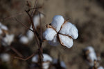 Organic Cotton Field